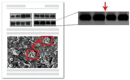 图片篡改检测技术架构图